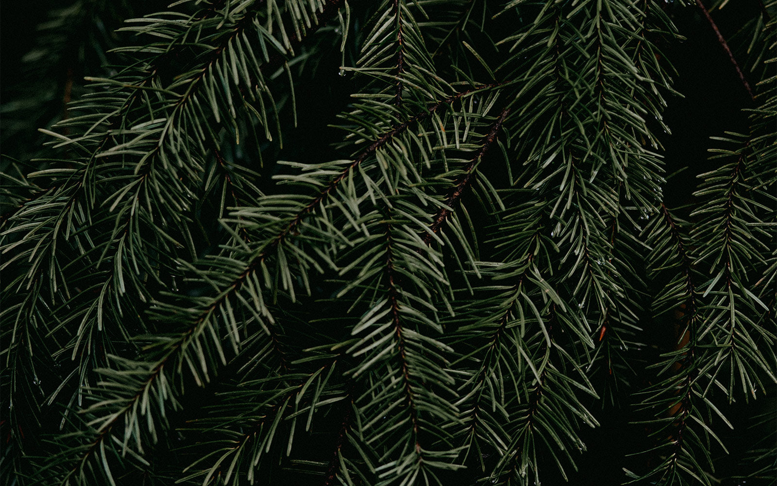 The Great Debate: Artificial vs. Real Christmas Trees 🌲