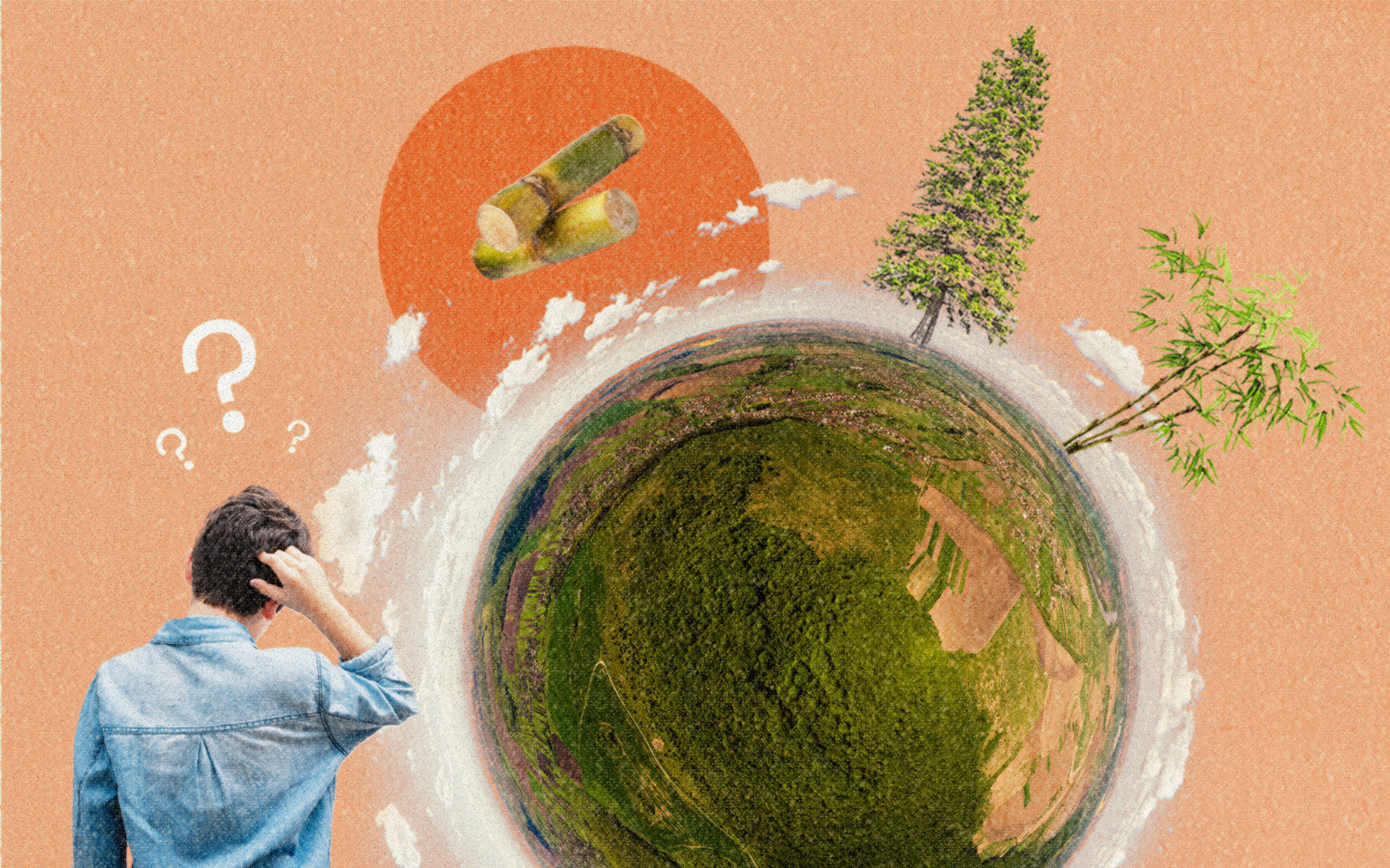 What is a 'Renewable Resource'? Why Bamboo & Bagasse Are Changing the Packaging Game